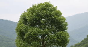 Karakteristik pohon puspa di lereng Mega Mendung