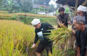 Beras sebagai Sumber Kehidupan: Konsep Trisakti dan Sedekah Lingkungan Arista Montana untuk Ketahanan Pangan Beras sebagai Sumber Kehidupan Konsep Trisakti dan Sedekah Lingkungan Arista Montana untuk Ketahanan Pangan