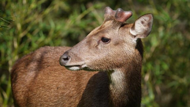 Rusa Timor di Megamendung Jadi Fokus Konservasi Yayasan Paseban dan BKSDA